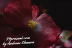DSC 0085 086   100